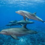 Más de 20 delfines muertos encontrados en la playa de Mauricio cerca del derrame de hidrocarburo
