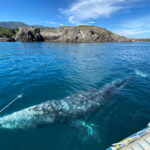 Perdida en el Mediterráneo, una ballena gris hambrienta debe encontrar la salida