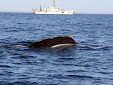 Estados Unidos insta a reformar la pesca para preservar  a las  ballenas francas del Atlántico Norte