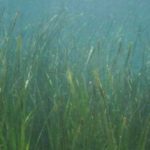 MARAD proporciona fondos para estudiar la captura natural de carbono en LA hierba marina