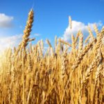 Los precios del trigo se disparan tras el ataque de Rusia a Odesa